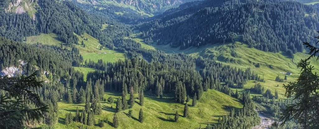 Mountain valley covered in woods